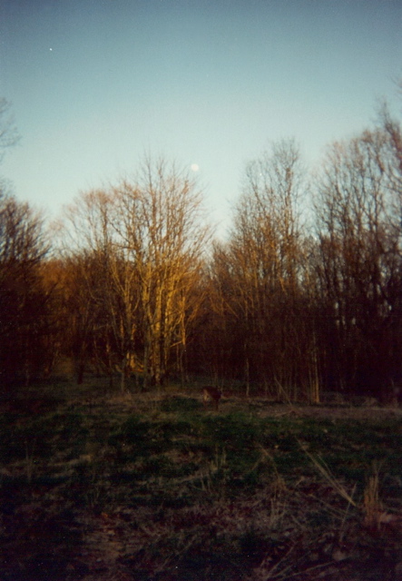 Moonrise, Derrick Knob Shelter