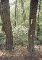 Azalea in bloom, May 5