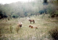 Grayson Highlands ponies