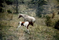 A pony pony