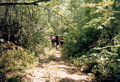 Dismal Creek Falls Trail