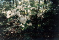 Rhododendron near Fullhardt Knob Shelter