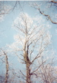 Iced Tree at Hawk Mt Shelter, April 7