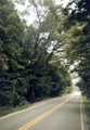 Large tree along Trail