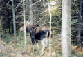 Cow moose on trail