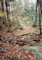 Maine woods