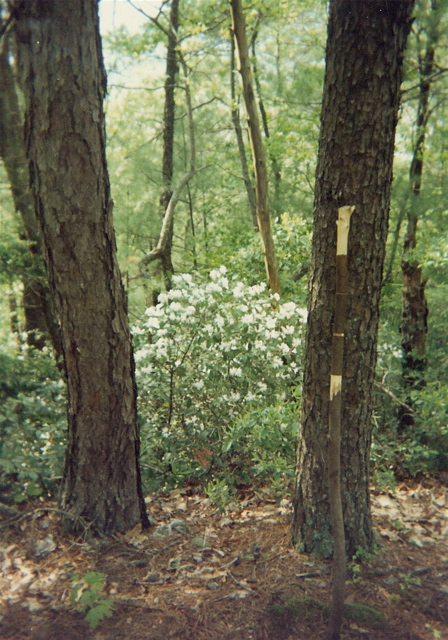 Azalea in bloom, May 5