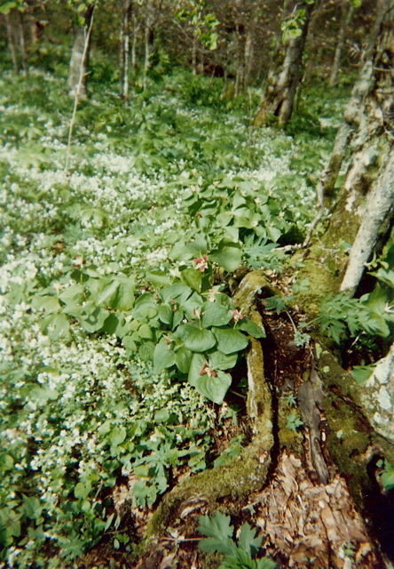 Trillium and Spring Beauties