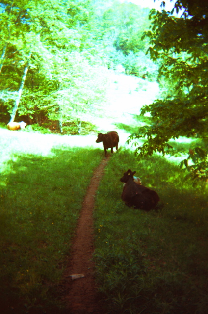 Cows on trail