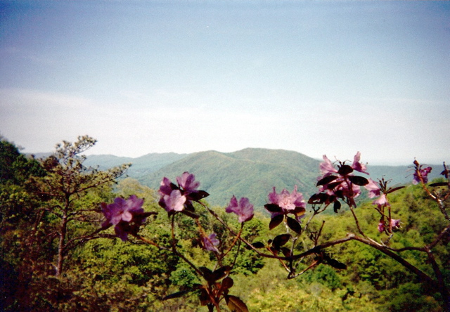 Azalea in bloom