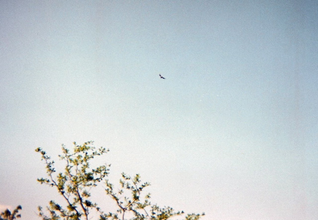 Buzzard above