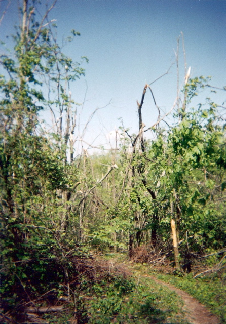 Storm damage