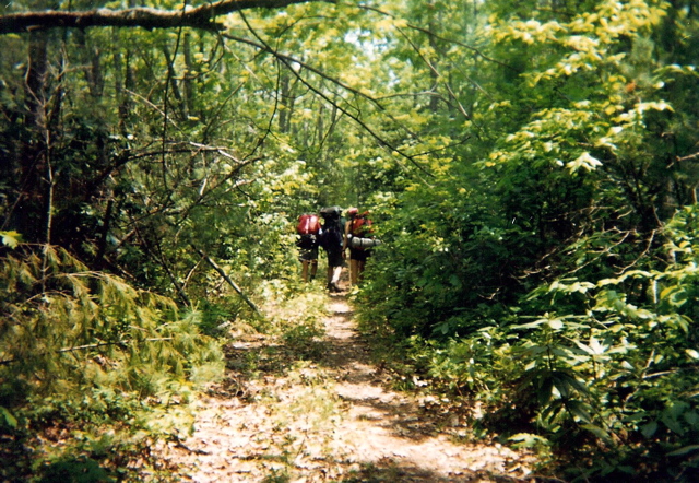 Dismal Creek Falls Trail