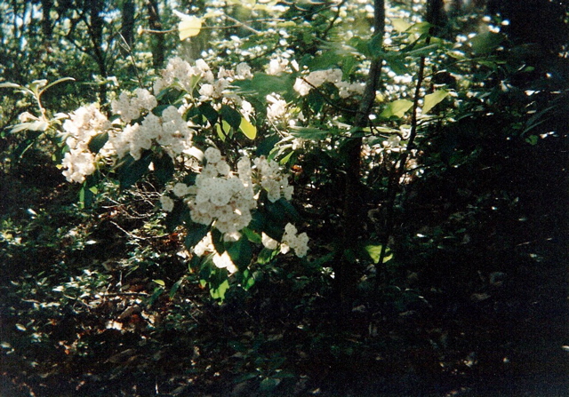 Rhododendron near Fullhardt Knob Shelter