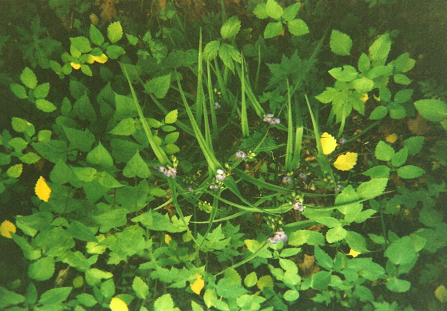 Spiderwort after Thunderstorm