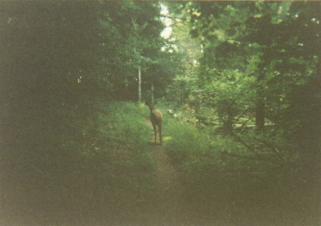 Heading toward Doyles River Cabin - Southbound Deer