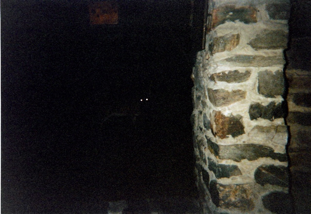 Deer at Bearfence Mtn Hut