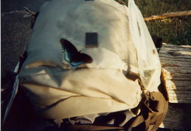 Swallowtail on pack