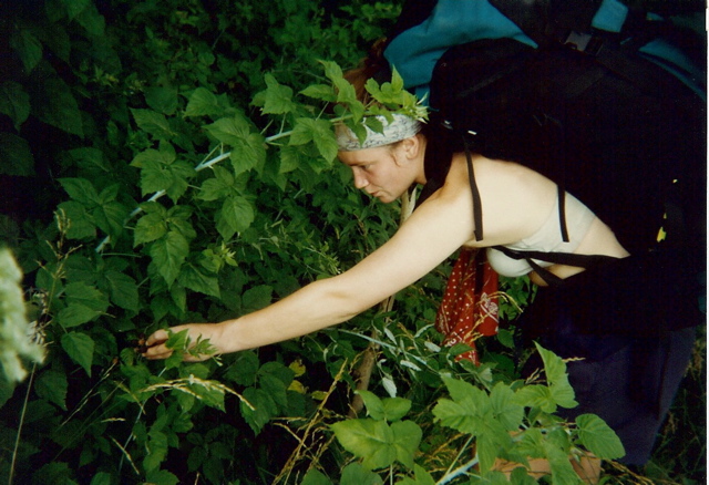 Sherbear Blackberry hunting