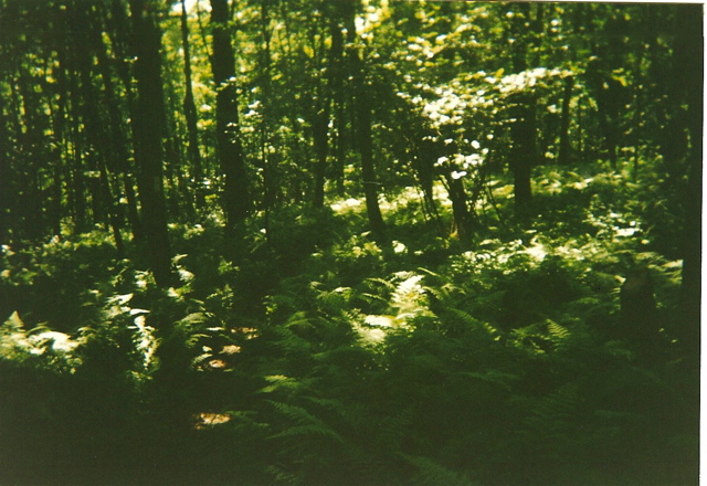 Forest of ferns