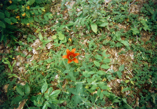 Lily on the trail