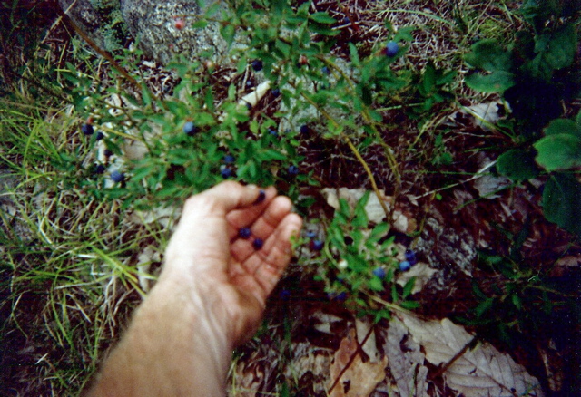 Blueberry harvest, NY