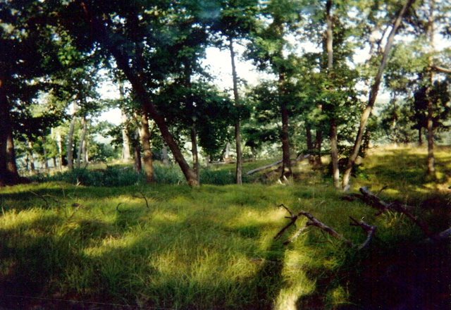 Deer on Arden Mtn