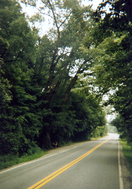 Large tree along Trail