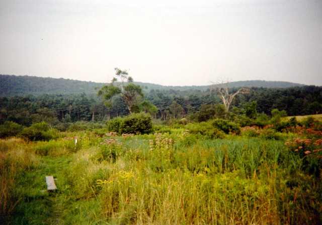 Tyringham bog walk