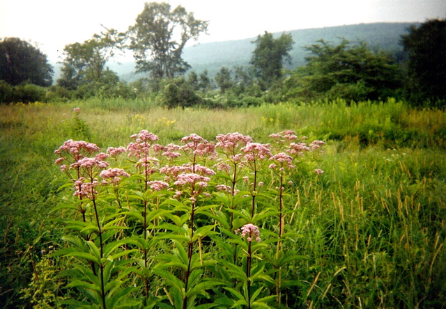 Joe Pye Weed