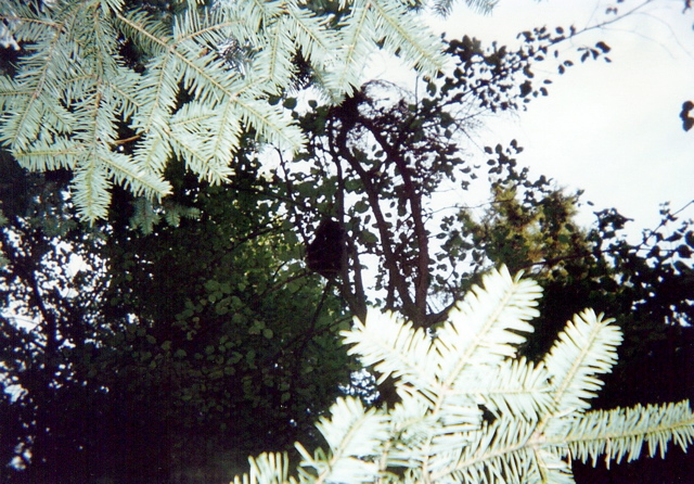 October Mtn Porcupine