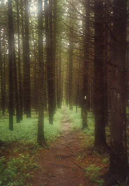 Vermont Pines, Aug 15