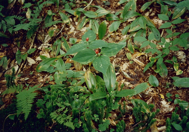 Is this Trillium setting seed?