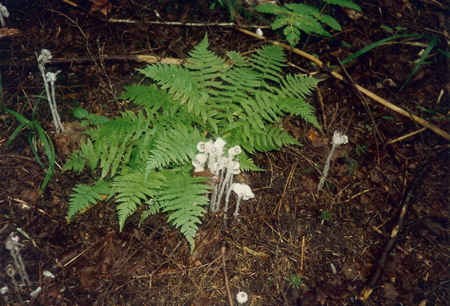 Indian Peacepipe