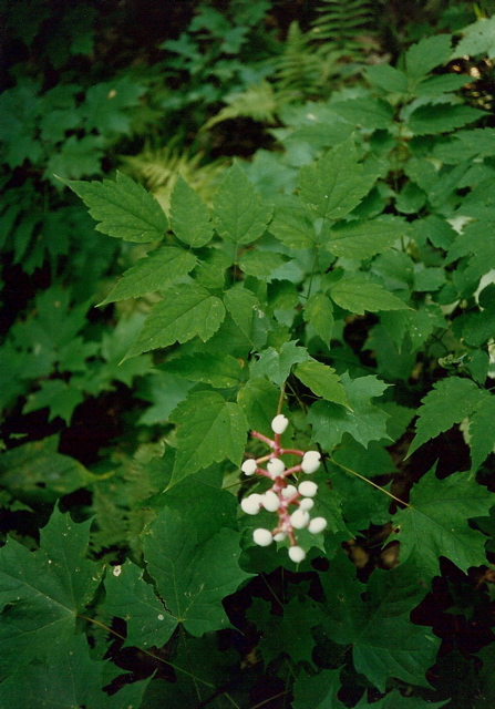 South Fork Hewes Brook