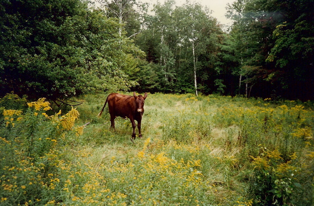 Pasture S of Moosilauke