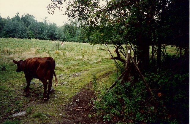 The Mountain cows of Moosilauke