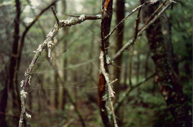 Cloud mist on web