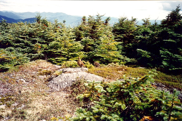 Grouse atop Kinsmen