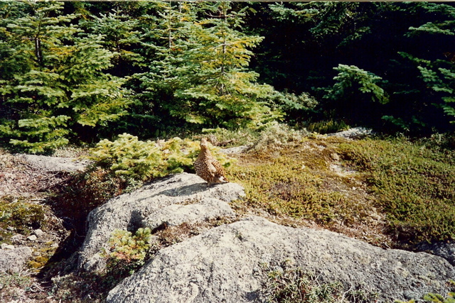 Grouse, Kinsmen summit