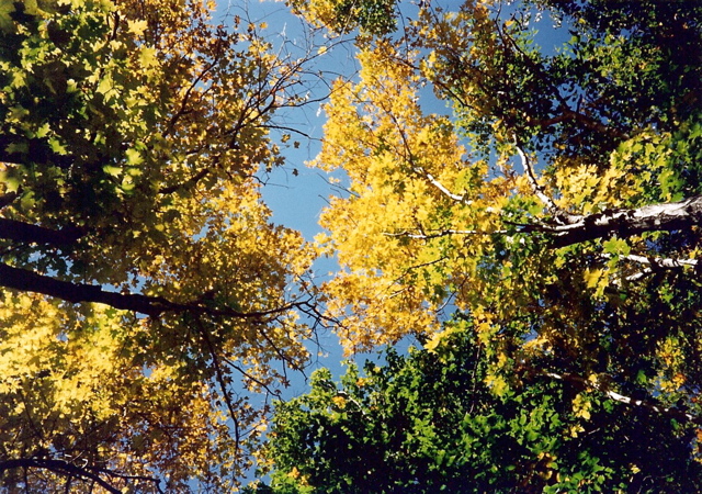 Maine Autumn