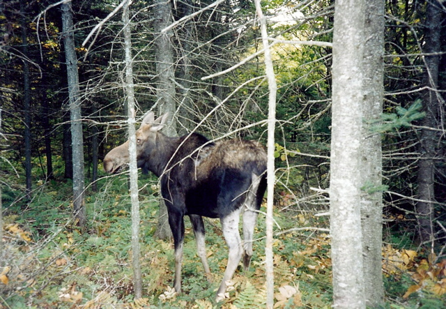 Cow moose on trail