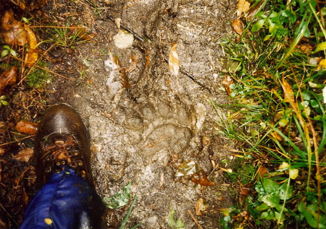 Bear Print, North of Bald Mt