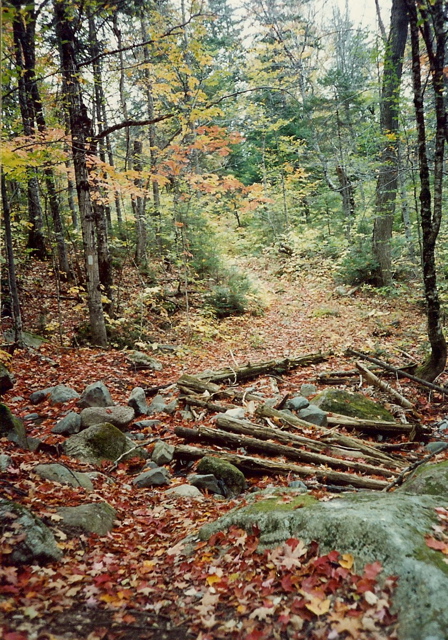 Maine woods