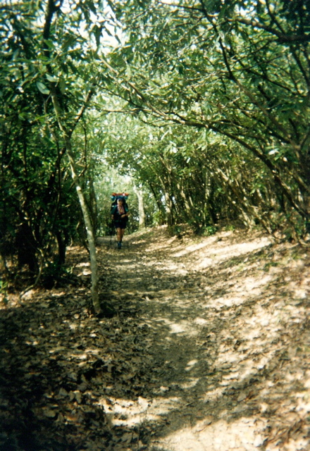 Green Tunnel, Smokies