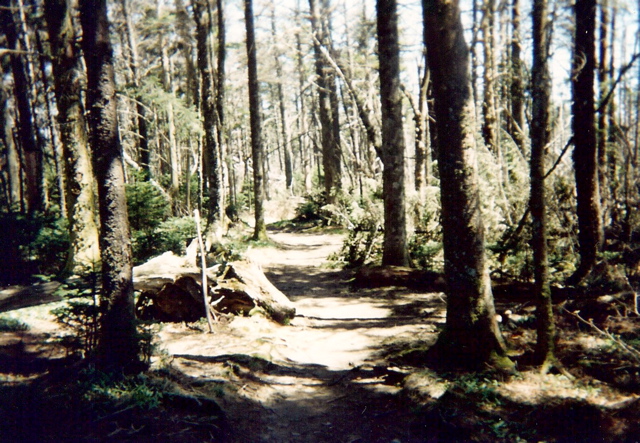 Climbing into Alpine Vegetation