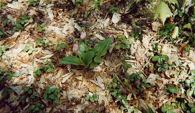 Pink Ladyslipper