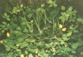 Spiderwort after Thunderstorm