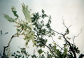 Gypsy Moth Larva canopy damage