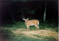 Doe at Elkwallow